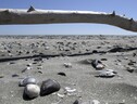 I molluschi fossili mostrano la resilienza dell’Adriatico ai cambiamenti climatici (fonte: Fabio Negri) (ANSA)