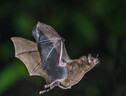 Un pipistrello della frutta, fotografato in Costa Rica (fonte: Andy Morffew da Flickr) (ANSA)