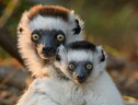 Propithecus verreauxi, una delle specie di lemuri a rischio estinzione in Madagascar (fonte: Chien C. Lee) (ANSA)