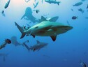 Lo squalo toro, qui fotografato alle isole Fiji, è tra le specie di squalo delle barriere coralline più minacciate (Fonte: Colin Simpfendorfer) (ANSA)