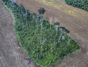 La foresta amazzonica dopo un incendio (fonte: Marizilda Cruppe, Erika Berenguer) (ANSA)