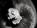 L'eruzione del vulcano sottomarino Tonga del 15 gennaio 2022 (fonte: Jamie Perera/Midjourney) (ANSA)