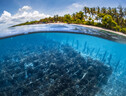 Scatto subacqueo del giardino di alghe sull'isola di Nusa Penida a Bali, Indonesia (fonte: Dudarev Mikhail) (ANSA)