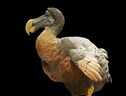 Modello in cera del Dodo conservato nel Museo Nazionale di Storia naturale di Parigi (fonte: Jebulon, da Wikipedia) (ANSA)