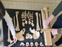 Gli antropologi del Labanof al lavoro su uno scheletro (fonte: Lucie Biehler-Gomez, Labanof-Dip. Scienze Biomediche per la Salute) (ANSA)