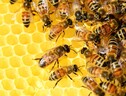 Le giovani api vanno a scuola di danza (fonte: Pixabay) (ANSA)