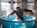 La danza del gorilla dello zoo di Dallas diventata virale sul web (fonte: Dallas Zoo, YouTube) (ANSA)