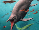 Ricostruzione artistica del più antico rettile marino, vissuto 250 milioni di anni fa (fonte: Esther van Hulsen) (ANSA)