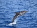 Un delfino nel Golfo di Tatanto (fonte: CNR) (ANSA)