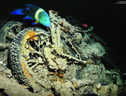 La biodiversità marina trova rifugio in una motocicletta abbandonata sul fondale (fonte: Wilfred_Hdez, CC-BY 2.0) (ANSA)
