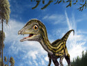 Ricostruzione artistica del dinosauro Ciro (fonte: © Davide Bonadonna) (ANSA)
