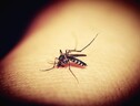 Allarme zanzare dall'Ecdc, Italia prima per virus del Nilo (ANSA)