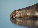 Svelate le abitudini nel sonno degli elefanti marini (fonte: NOAA) (ANSA)