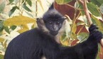 Identificato primo caso vaiolo delle scimmie in Italia (ANSA)
