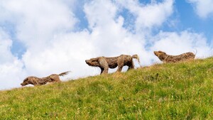 Landart in Val di Fassa, prendono forma cinque lupi in legno (ANSA)