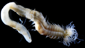 Il verme marino fluorescente Polycirrus onibi, il cui nome evoca quello degli onibi, le creature spettrali del folklore giapponese (fonte: Naoto Jimi, Nagoya University) (ANSA)