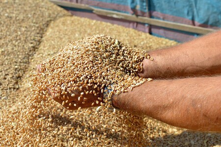 Nel primo semestre raddoppiato import di grano dall'Ucraina