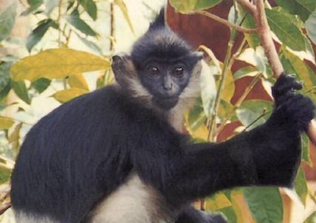 Identificato primo caso vaiolo delle scimmie in Italia © ANSA