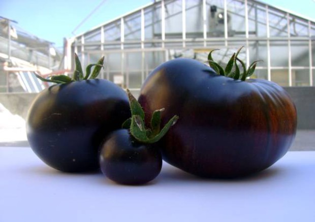  Il pomodoro nero (fonte: Scuola Superiore Sant'Anna) © Ansa
