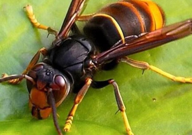 La vespa velutina proveniente dalla Cina (ANSA)