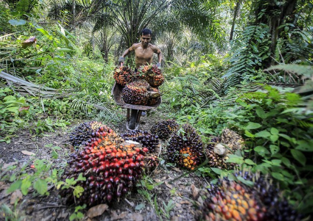 Competere, 'l'olio di palma in controtendenza su deforestazione' © ANSA