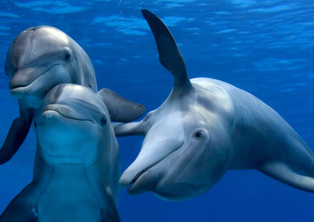 Così orche e delfini producono suoni alla Kim Kardashian © ANSA