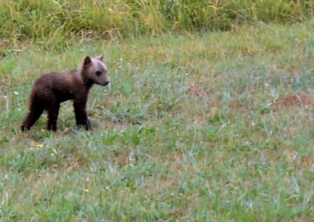 Nel Parco d'Abruzzo salvato un ciucciolo di orso. Video vince premio Aidap (fonte Aidap) © Ansa