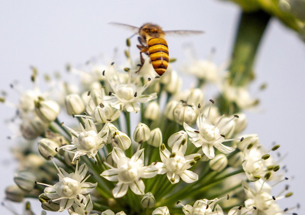 Bee The Future, maxi donazione semi bio per tutelare le api in città © EPA