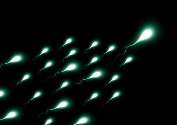 Rappresentazione artistica di spermatozoi (fonte: Gerd Altmann da Pixabay) © Ansa