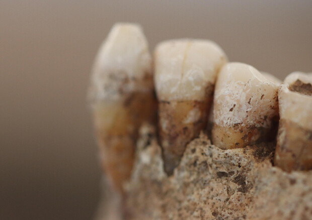 Mandibola proveniente da un campione del Neolitico (circa 5.000 a.C.) dell'Italia meridionale (Fonte: Andrea Quagliariello) (ANSA)