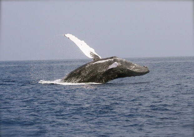 Le balene aiutano a ridurre l’anidride carbonica in atmosfera (fonte: Pixabay) (ANSA)