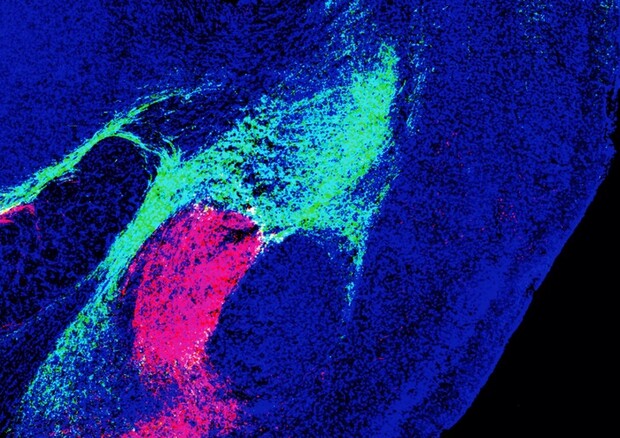 In verde la regione del talamo e in rosso la regione del tronco encefalico che inviano segnali all’amigdala (fonte: Salk Institute) © Ansa