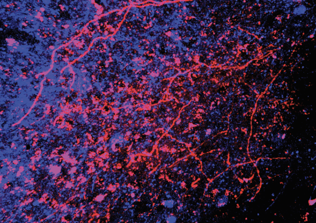 In rosso i neuroni del midollo spinale che comunicano con i neuroni della ricompensa nel cervello in blu (fonte: Abdus-Saboor Lab/Zuckerman Institute​​​​​​​) © Ansa