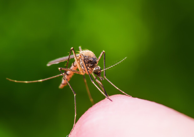 Una zanzara portatrice di alcune malattie tropicali © Ansa