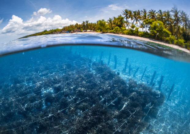 Scatto subacqueo del giardino di alghe sull'isola di Nusa Penida a Bali, Indonesia (fonte: Dudarev Mikhail) © Ansa