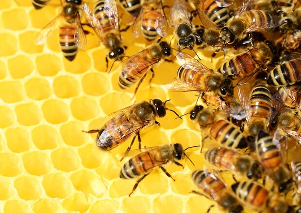 Le giovani api vanno a scuola di danza (fonte: Pixabay) © Ansa