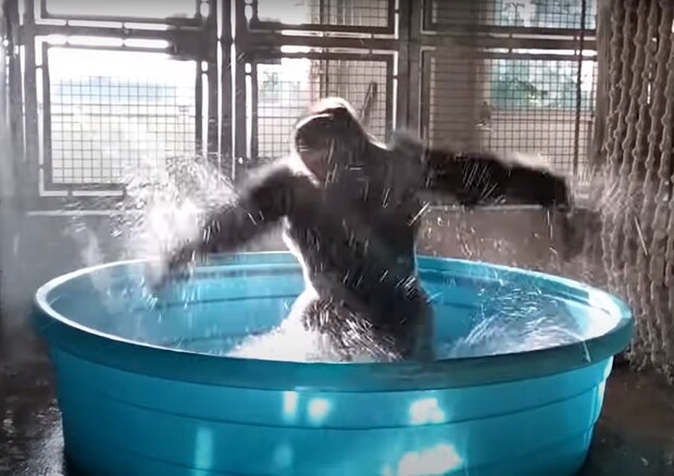 La danza del gorilla dello zoo di Dallas diventata virale sul web (fonte: Dallas Zoo, YouTube) © Ansa