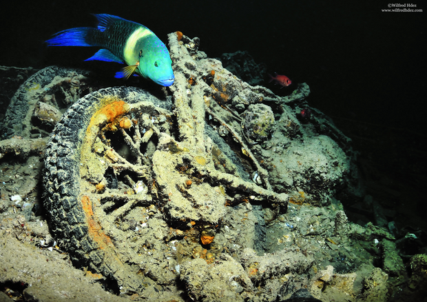 La biodiversità marina trova rifugio in una motocicletta abbandonata sul fondale (fonte: Wilfred_Hdez, CC-BY 2.0) © Ansa