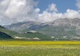 A Castelluccio di Norcia una grande fioritura spontanea (ANSA)
