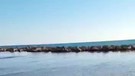 Verdesca salvata con squaletti in spiaggia Sciacca (ANSA)