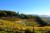 Vino Amarone (foto Consorzio Valpolicella) (ANSA)