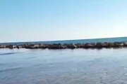 Verdesca salvata con squaletti in spiaggia Sciacca