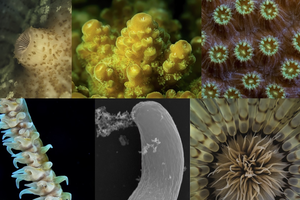 Esempi di microrganismi ospiti delle colonie di coralli (fonte: Keeling PJ et al., 2021, PLOS Pathogens, CC-BY 4.0 (https://creativecommons.org/licenses/by/4.0/) (ANSA)