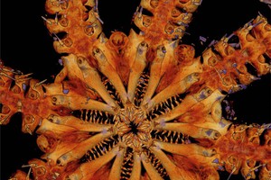 La stella marina Ophiojura, scoperya nel 2011 nel Pacifico sud-occidentale. Ha otto braccia lunghe 10 centimetri e piene di spine e denti aguzzi nelle mascelle (fonte: J. Black/University of Melbourne) (ANSA)