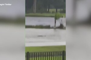 Uragano Ian, squalo nuota nelle strade allagate in Florida (ANSA)