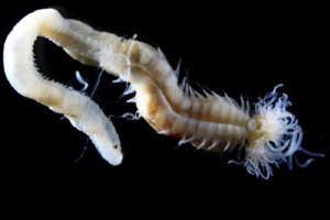 Il verme marino fluorescente Polycirrus onibi, il cui nome evoca quello degli onibi, le creature spettrali del folklore giapponese (fonte: Naoto Jimi, Nagoya University) (ANSA)