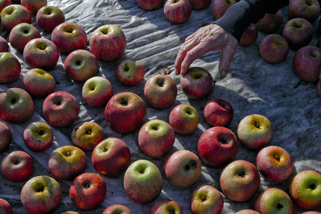 Parte la raccolta delle mele in Trentino,il frutto più consumato
