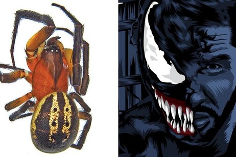 Il nuovo ragno Venomius tomhardyi e il personaggio Venom della Marvel (fonte: foto di Rossi et al., illustrazione da Pixabay)