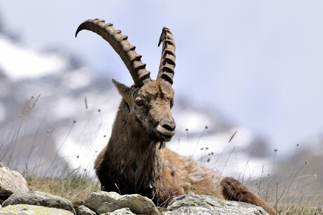 Alpine ibex are changing their habits due to global warming (credit: Pixabay)