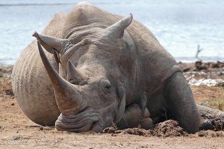 First pregnancy in a white rhino  (credit: Bernard Dupont from France, da Wikipedia)